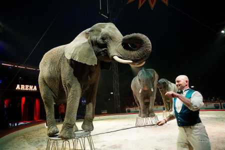 Elefant domptør